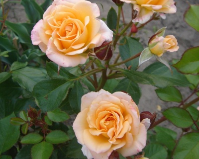 Спрей-роза «Макарена» 