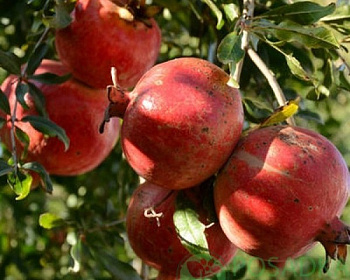 Гранат "Гюлоша"