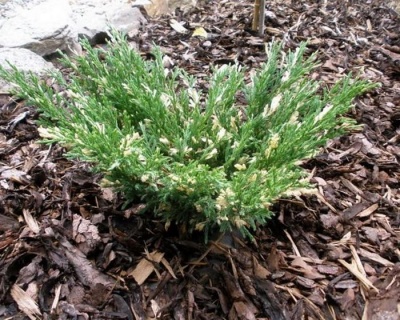 Можжевельник горизонтальный "Андорра Вариегата"