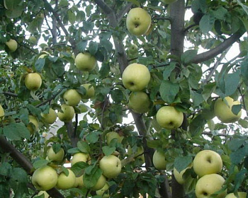 Яблоня "Зимнее Лимонное"