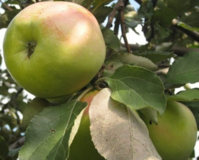 Яблоня "Богатырь"