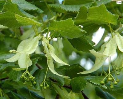 Липа крупнолистная
