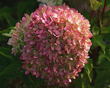 Гортензия метельчатая "Жемчужина фестиваля" (Perle de Festival)