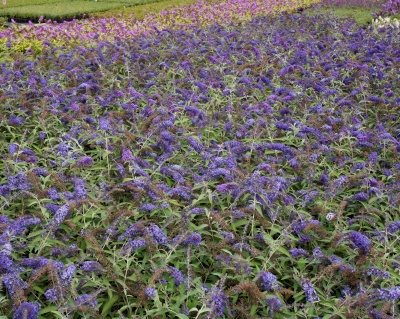 Буддлея Давида "Адонис Блю" (Adonis Blue)