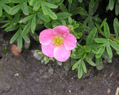 Лапчатка "Лавли Пинк" (Lovely Pink)
