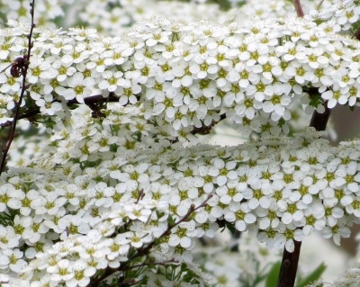 Спирея ниппонская «Сноумаунд»