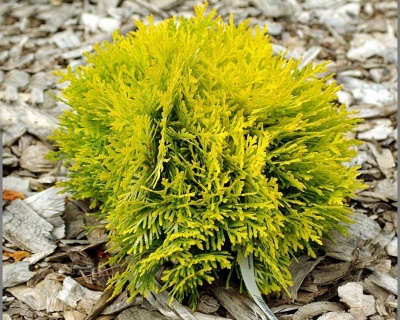 Туя западная "Амбер Глоу"