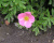 Лапчатка "Лавли Пинк" (Lovely Pink) Лапчатка "Лавли Пинк" (Lovely Pink)