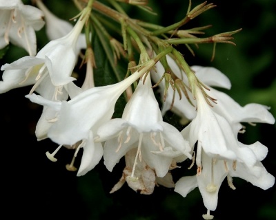 Вейгела гибридная "Candida"