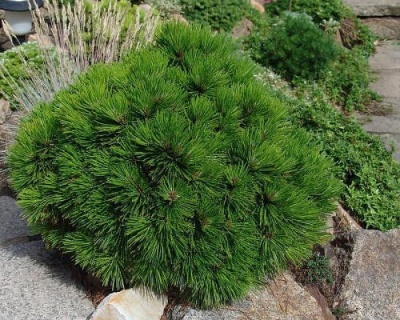 Сосна Гельдрейха "Компакт Джем"