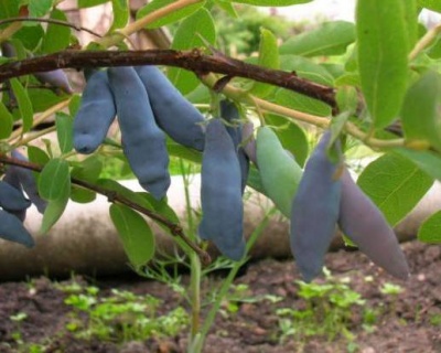 Жимолость "Длинноплодная"