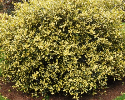Падуб  остролистный  "Голд  Квин"