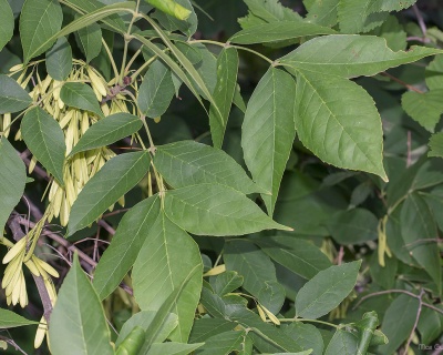 Ясень пенсильванский