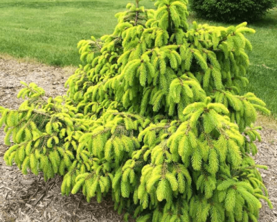 Ель обыкновенная "Акрокона"