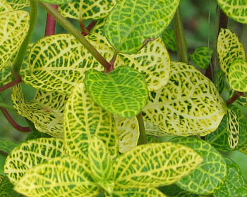 Жимолость японская "Ауреоретикулата" (P-9)