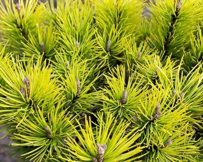 Сосна горная "Офир"