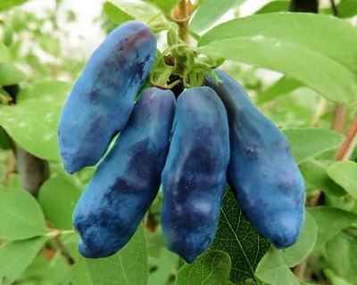 Жимолость "Дочь Великана"