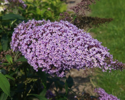 Буддлея Давида "Гулливер" (Gulliver)